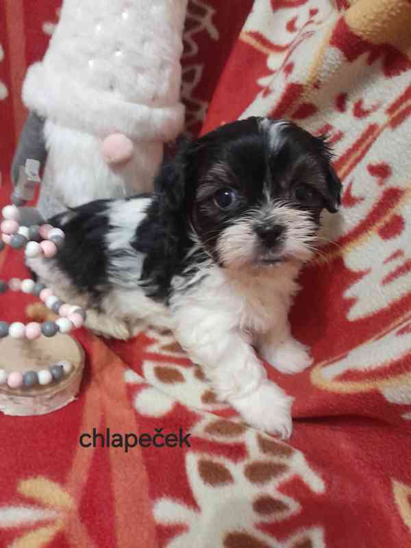 Jorkšír Biewer teriér  - foto 4