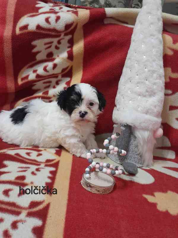 Jorkšír Biewer teriér  - foto 2