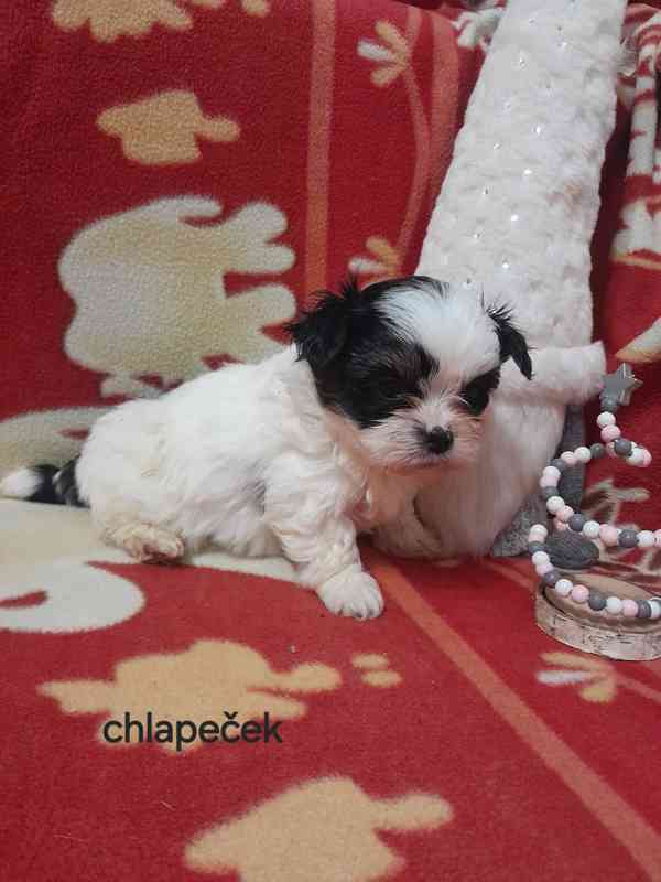 Jorkšír Biewer teriér  - foto 3