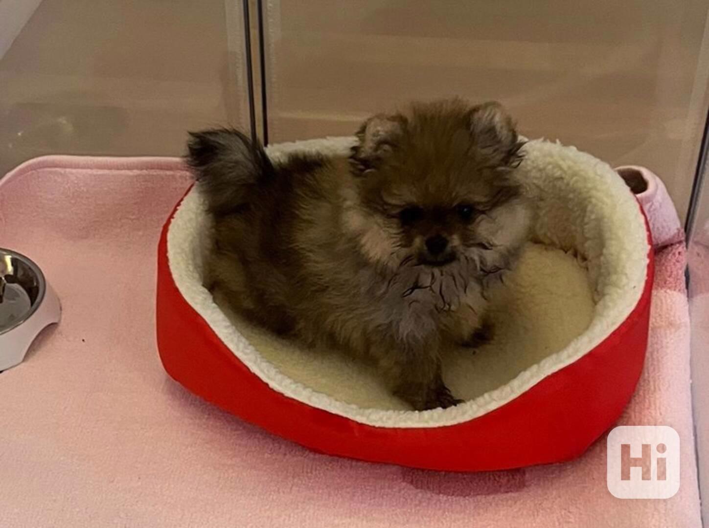 Pomeranian s PP - foto 1