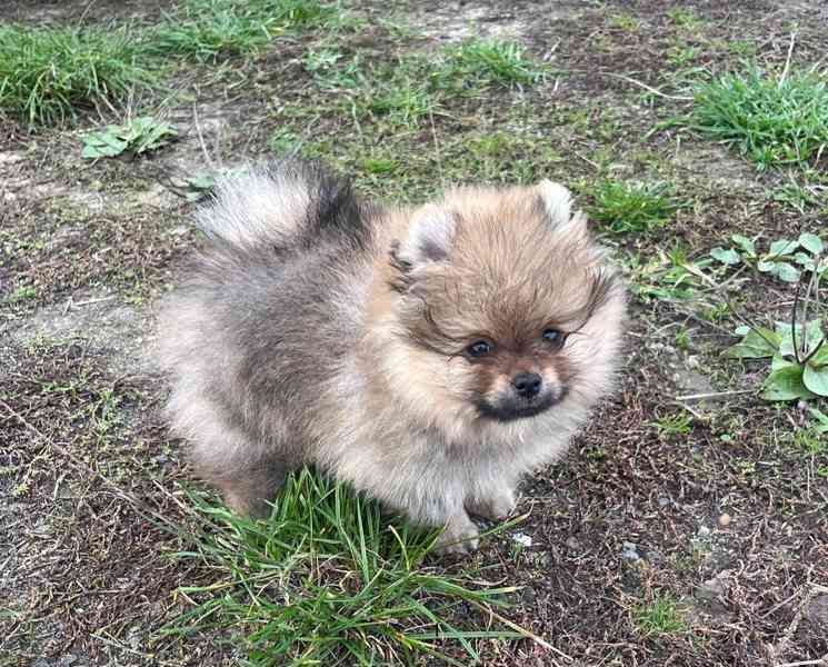 Pomeranian s PP - foto 3