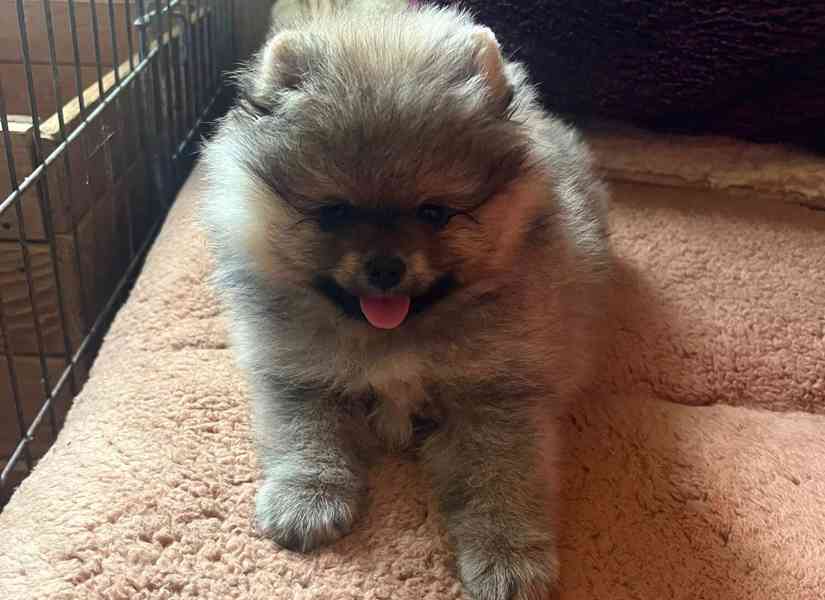 Pomeranian s PP - foto 2