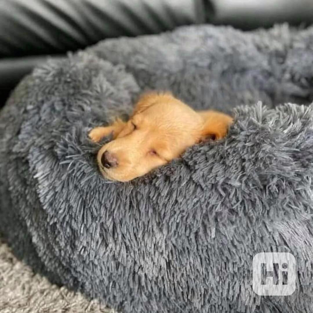 Roztomilé štěně jezevčíka hledá svůj trvalý domov🐾 - foto 1