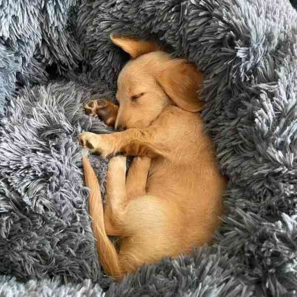 Roztomilé štěně jezevčíka hledá svůj trvalý domov🐾 - foto 2