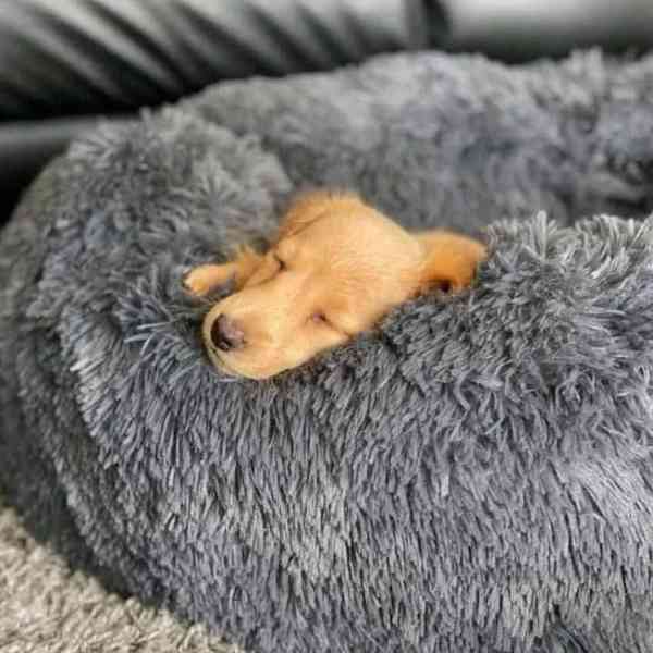 Roztomilé štěně jezevčíka hledá svůj trvalý domov🐾