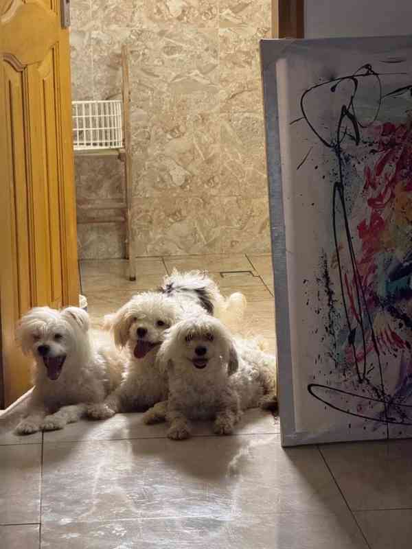 💖 Štěňata morkií hledají trvalý domov! 💖