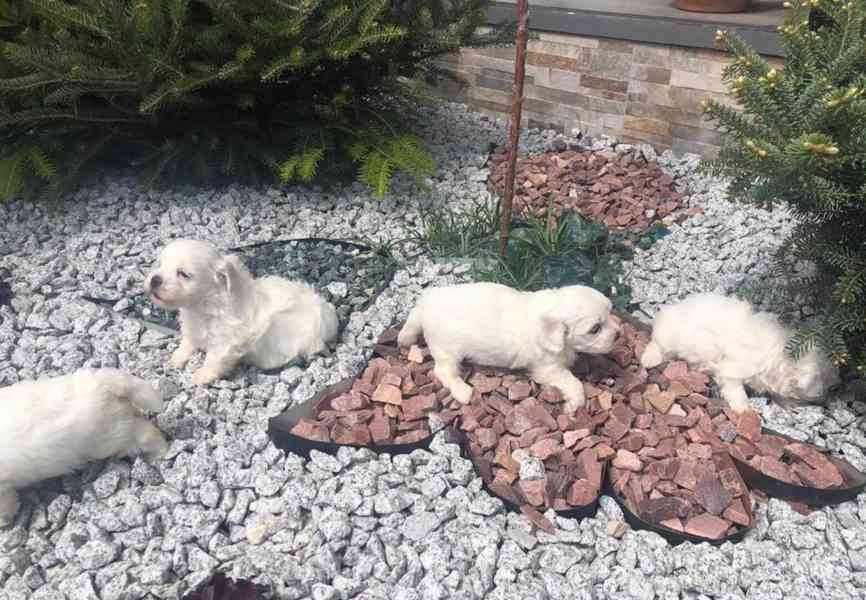 Krásná štěňata maltézského ovčáka - foto 1