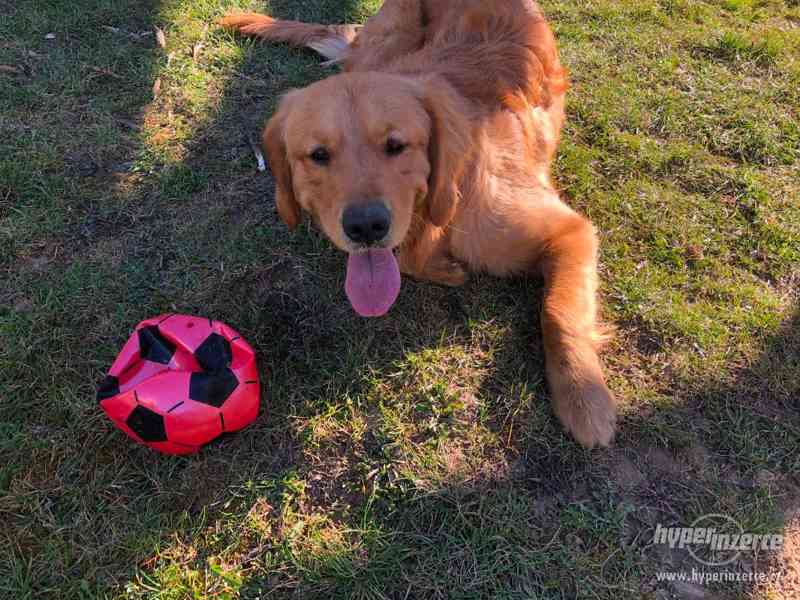 Nabídka krytí - Zlatý retriever - foto 3