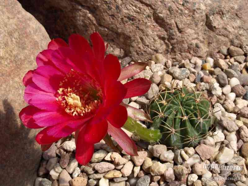 Kaktus Echinopsis obrepanda v.purpurea - semena - foto 1