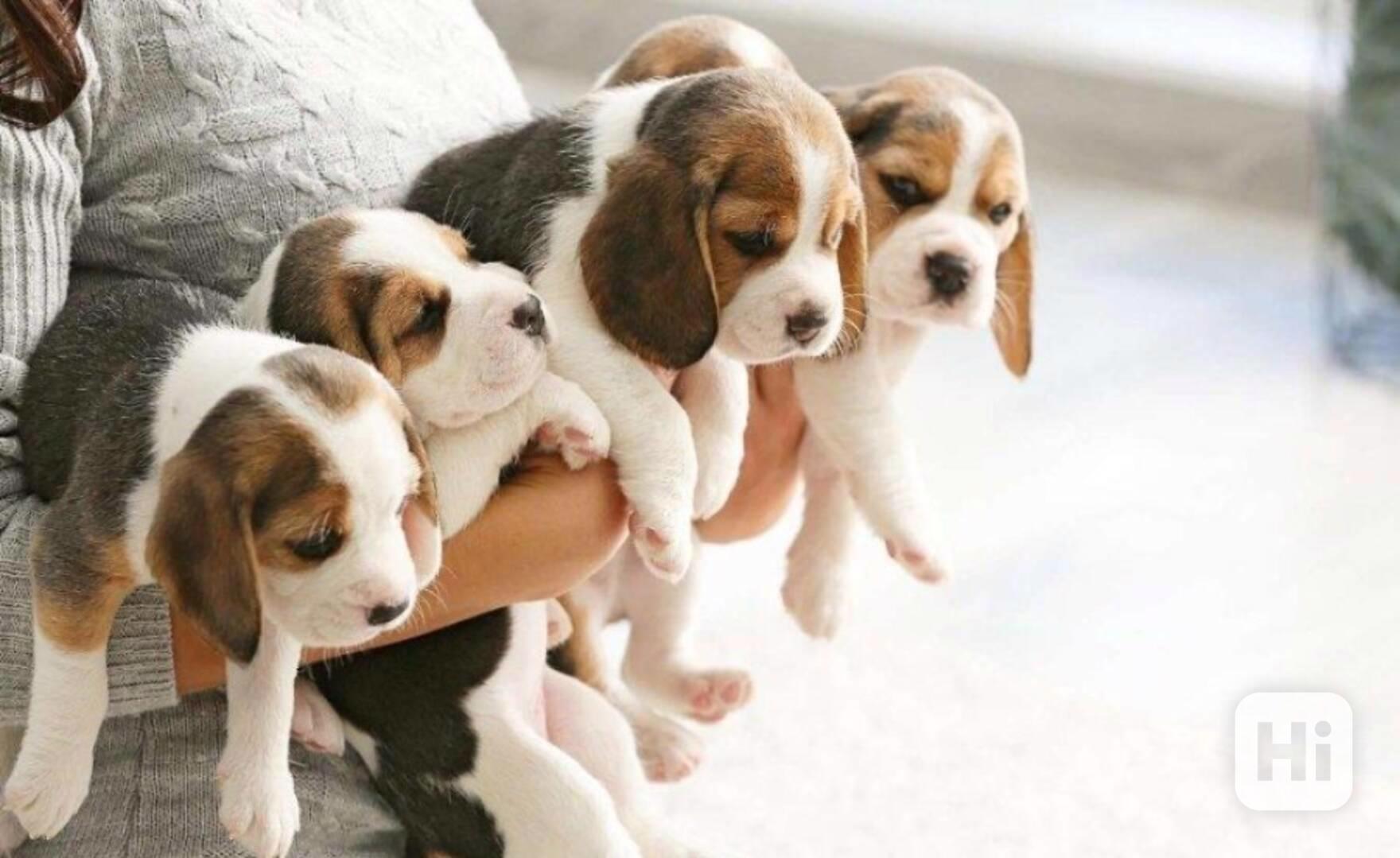 Krásná štěňata bígla, samci a samice, k dispozici - foto 1