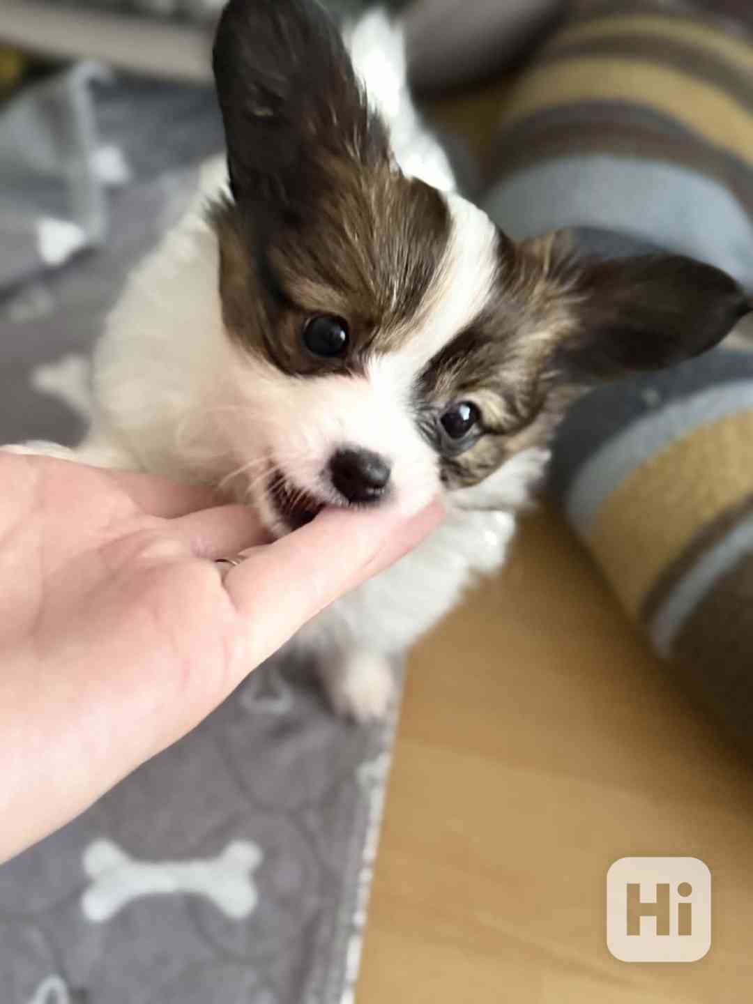 Štěňátka s PP FCI - Malý kontinentální španěl - PAPILLON - foto 1