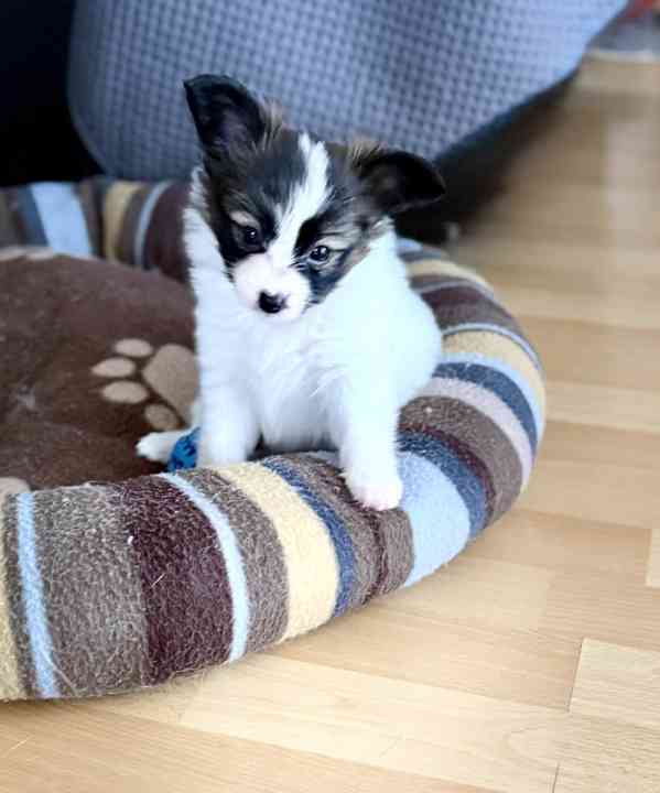 Štěňátka s PP FCI - Malý kontinentální španěl - PAPILLON - foto 6