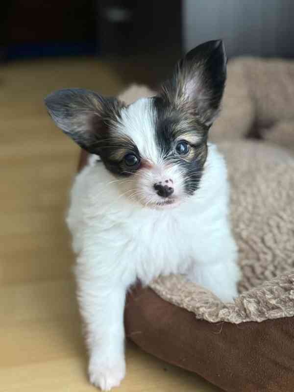 Štěňátka s PP FCI - Malý kontinentální španěl - PAPILLON - foto 3