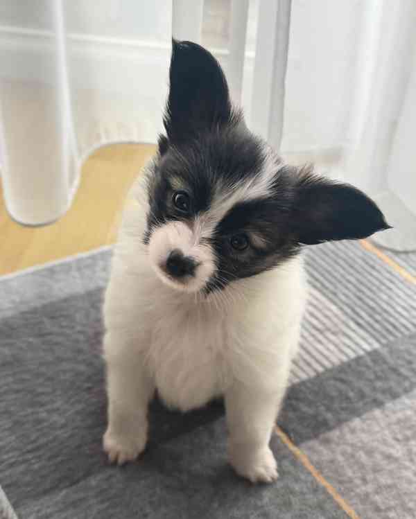 Štěňátka s PP FCI - Malý kontinentální španěl - PAPILLON - foto 5