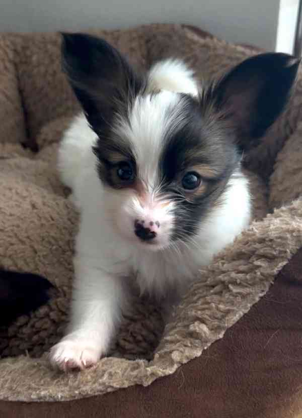 Štěňátka s PP FCI - Malý kontinentální španěl - PAPILLON - foto 7