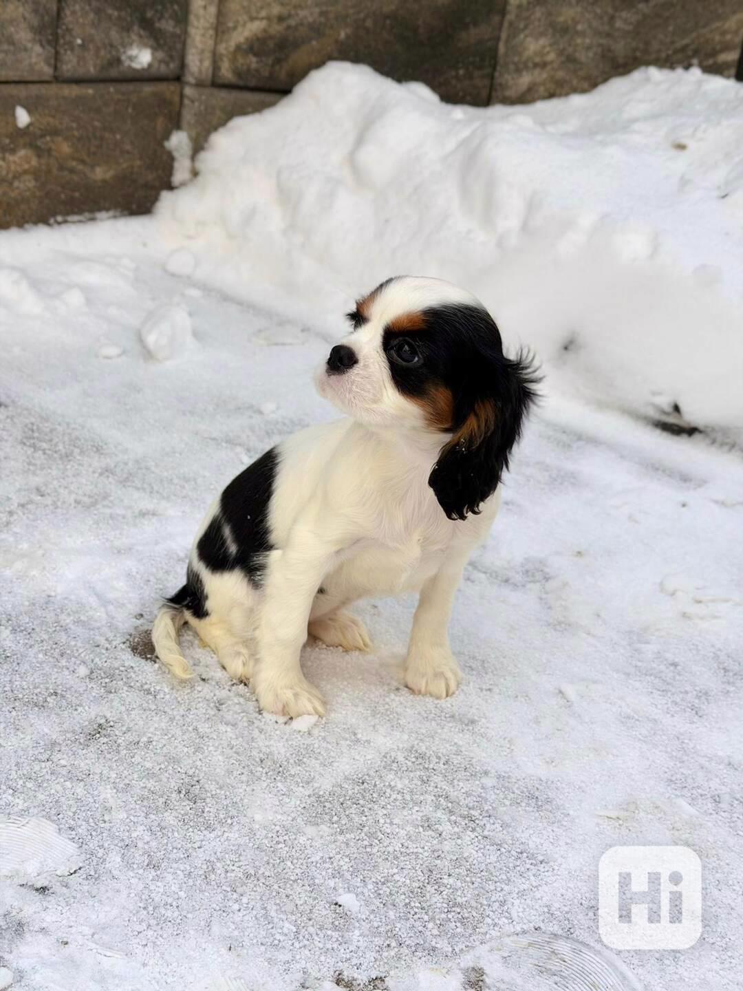 Kavalír King Charles Španěl  - foto 1