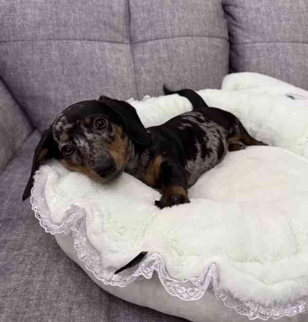 Merle Jezevčík hladkosrstý trpasličí bez PP - foto 1