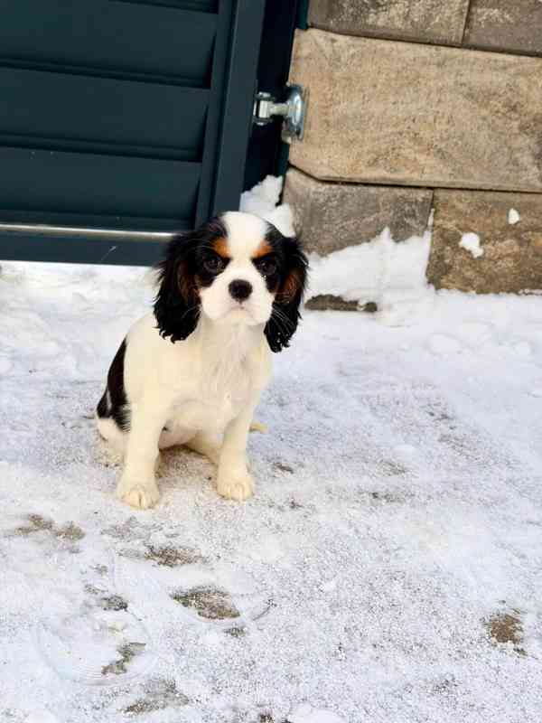 Kavalír King Charles Španěl  - foto 6