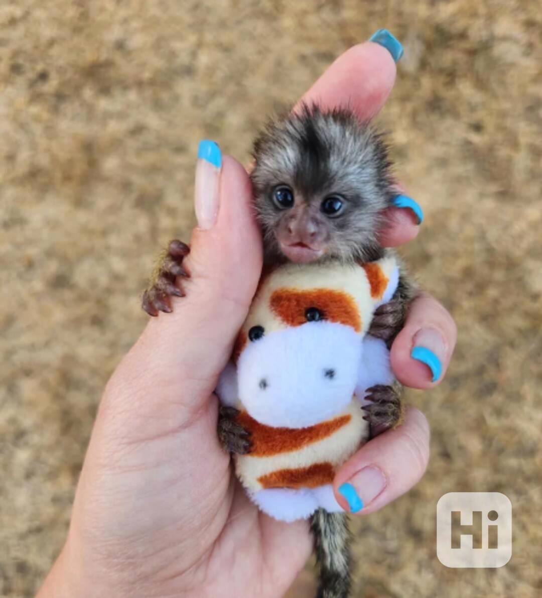 Drobné prstové opice kosmanů - foto 1