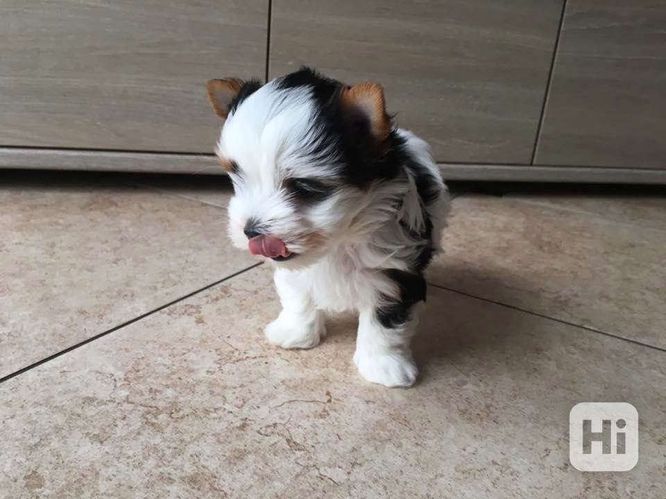 Štěňata biewer jorkšírského teriéra - foto 1