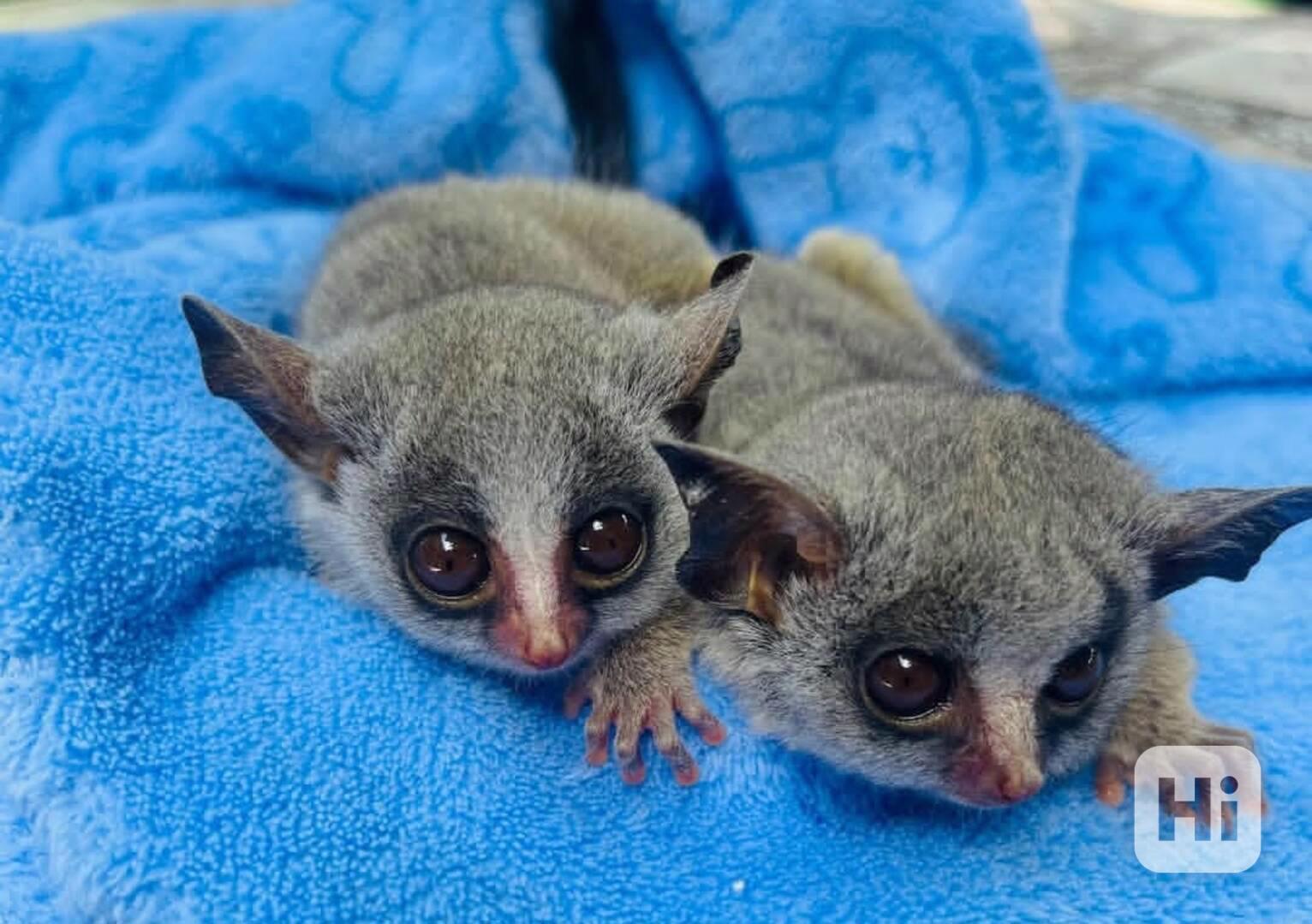 Miminka z buše - foto 1