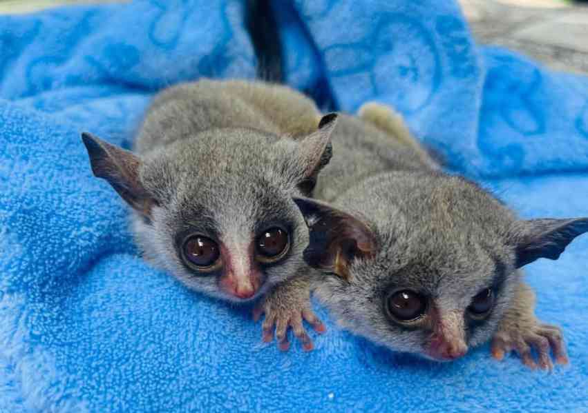 Miminka z buše - foto 1