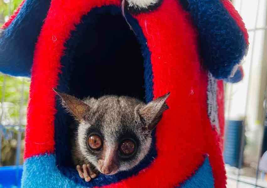 Miminka z buše - foto 2