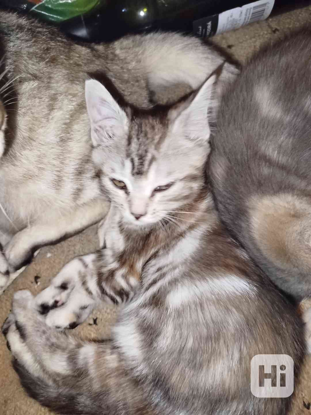 Koťátka  - foto 1