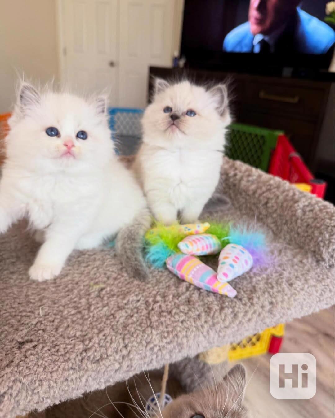 Nádherná koťátka plemene Ragdoll hledají trvalé rodiny - foto 1