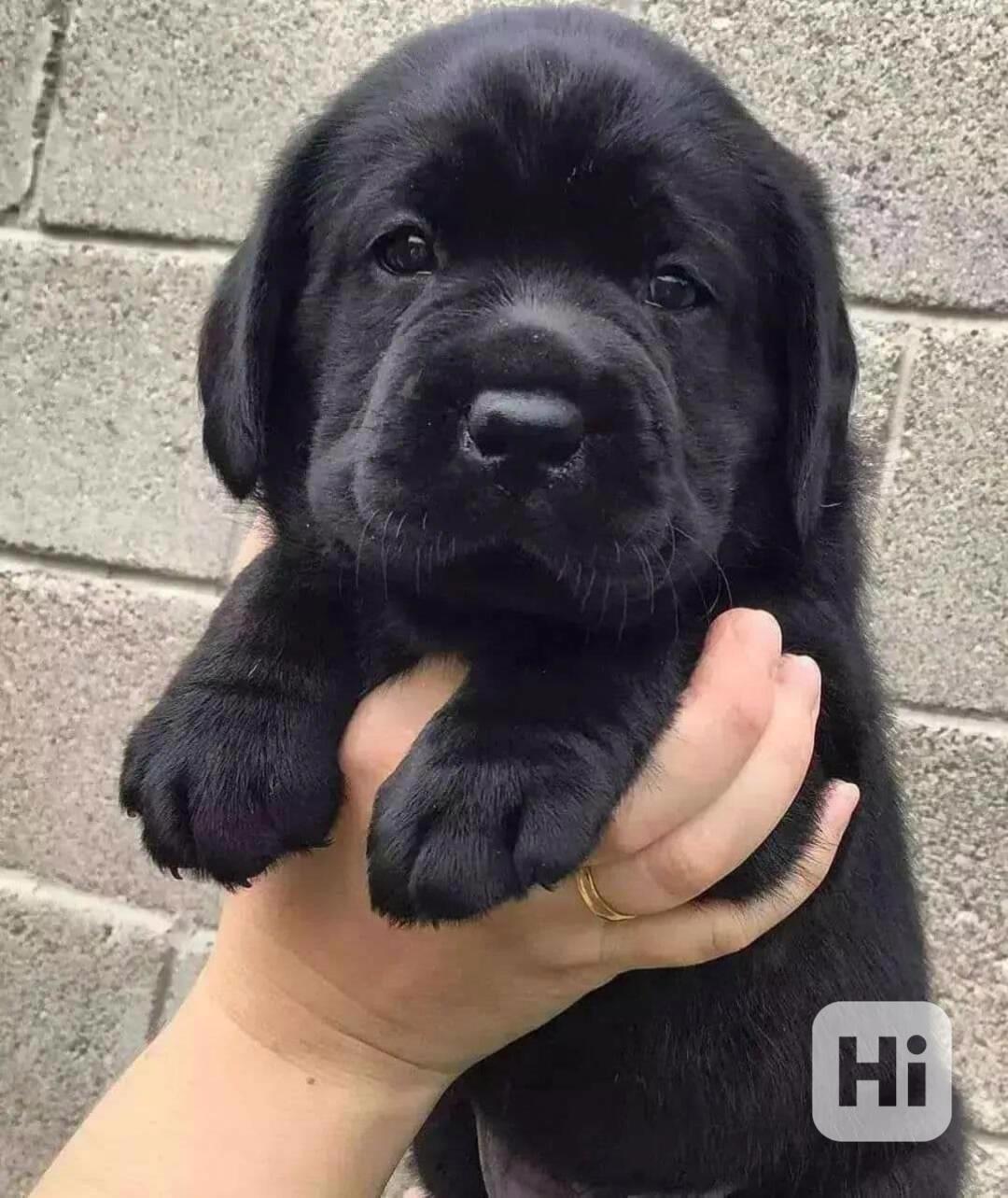 Roztomilý labradorský retrívr - foto 1