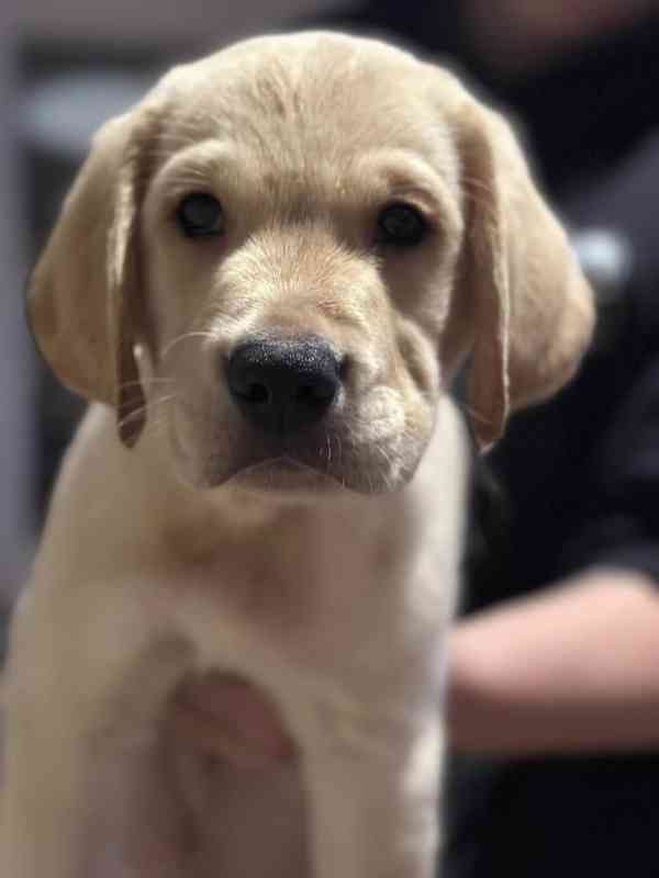 Roztomilý labradorský retrívr - foto 3