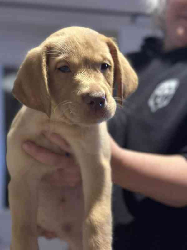 Roztomilý labradorský retrívr - foto 2