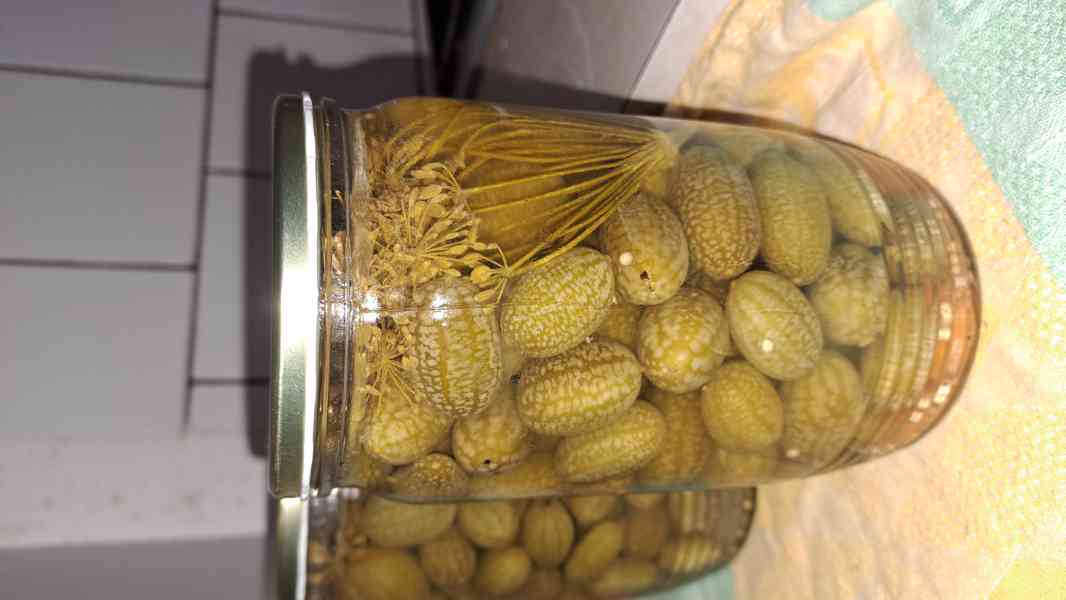 Cuca melon (mexická okurka) semínka - foto 4