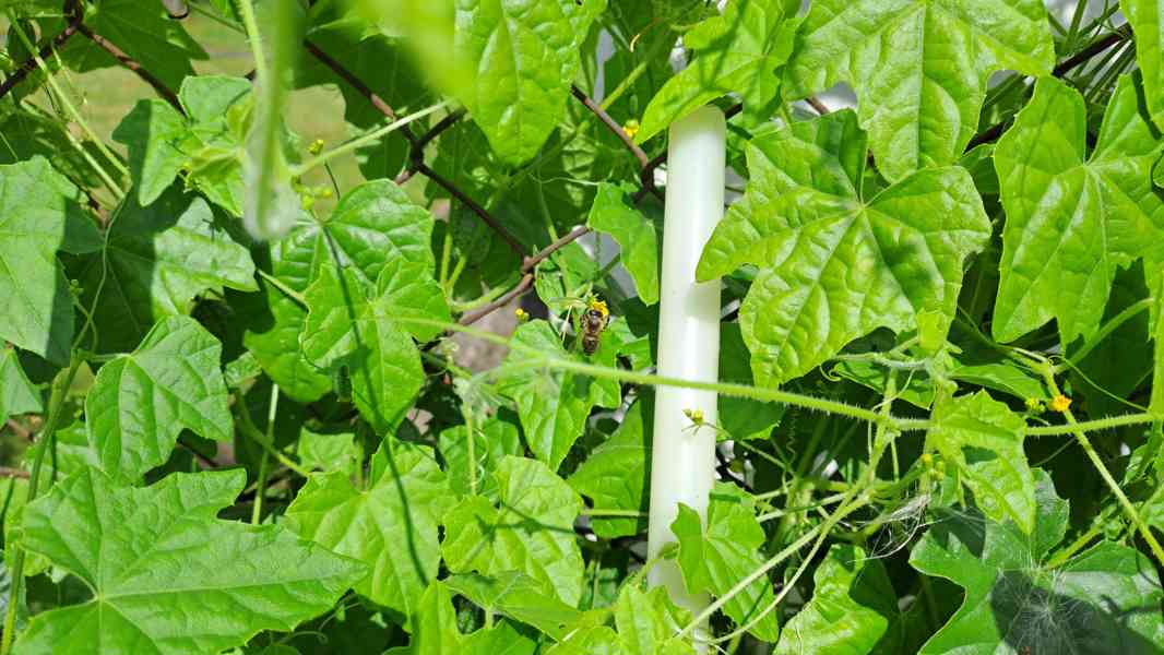 Cuca melon (mexická okurka) semínka - foto 3