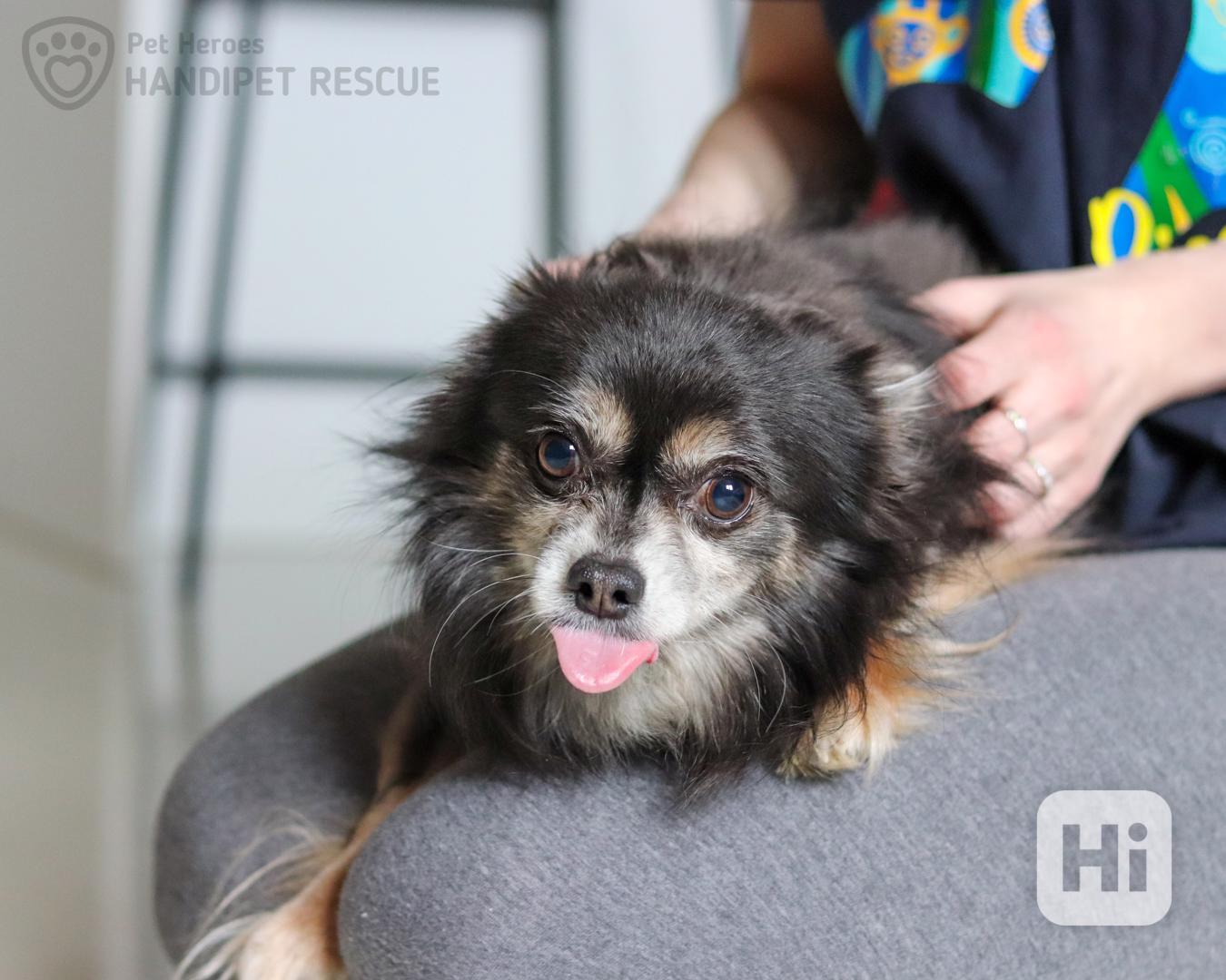 Maxmilián - citlivý čivaváček - foto 1