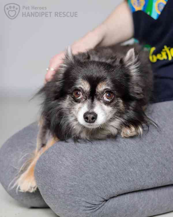 Maxmilián - citlivý čivaváček - foto 5