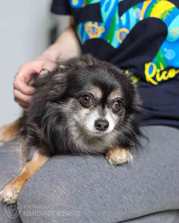 Maxmilián - citlivý čivaváček - foto 2