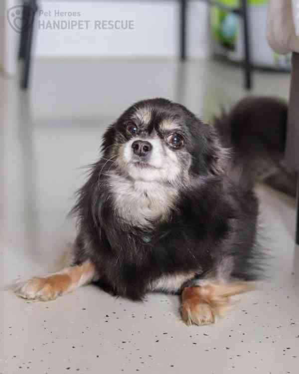 Maxmilián - citlivý čivaváček - foto 3