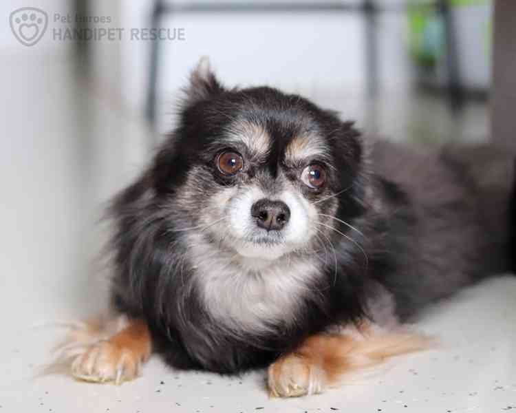 Maxmilián - citlivý čivaváček - foto 4