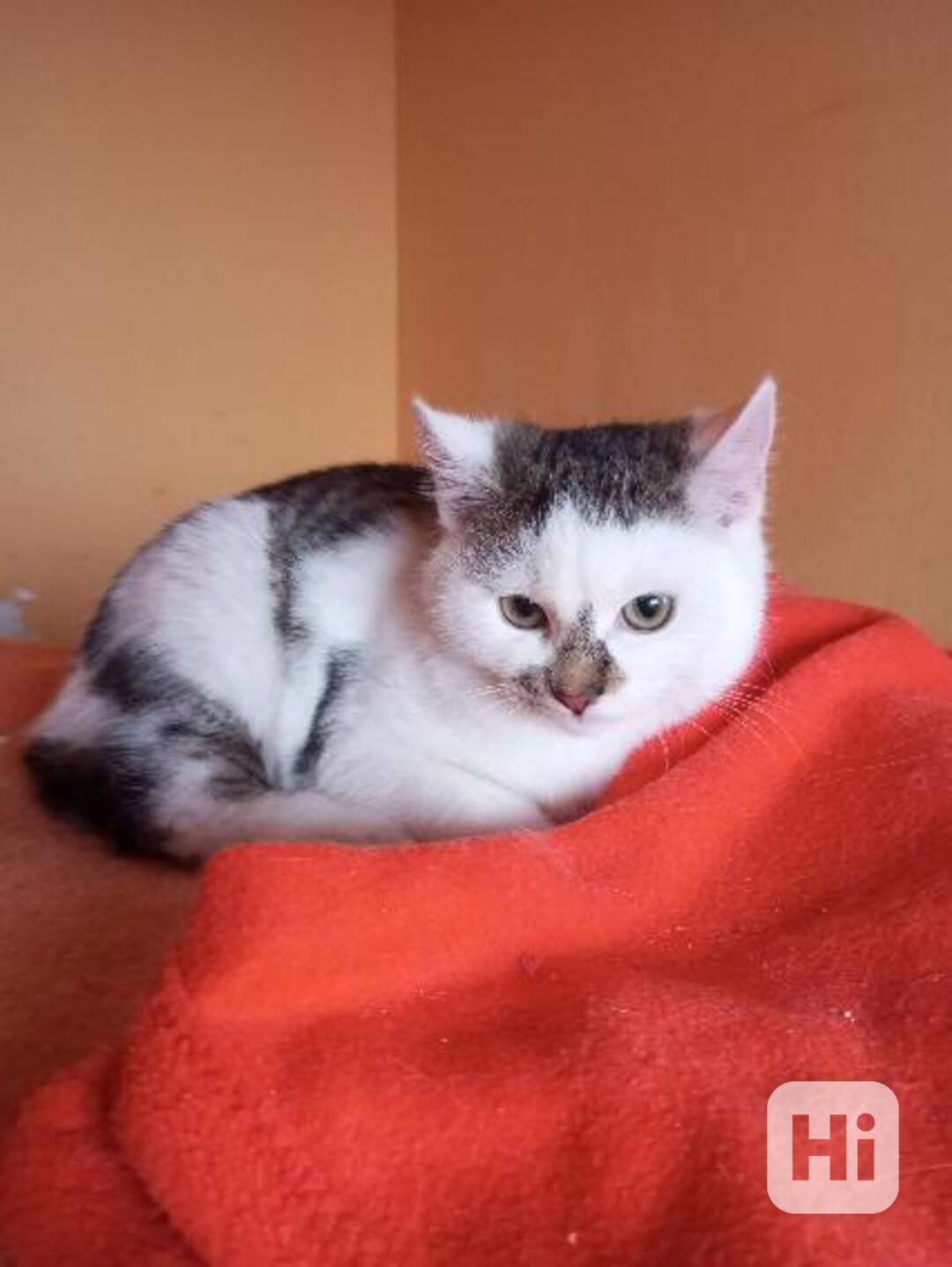 Zdravý, čistotný, bílomouratý klučík Tomášek, cca 5 měsíců - foto 1