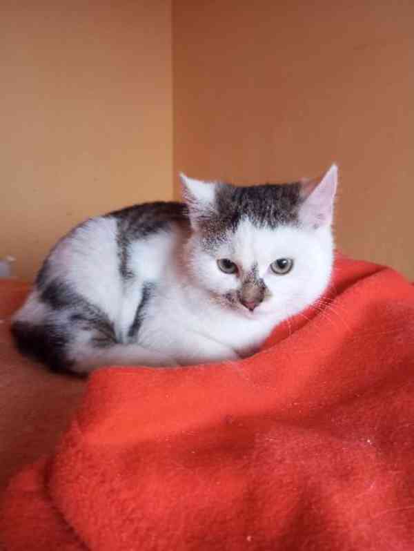 Zdravý, čistotný, bílomouratý klučík Tomášek, cca 5 měsíců - foto 1