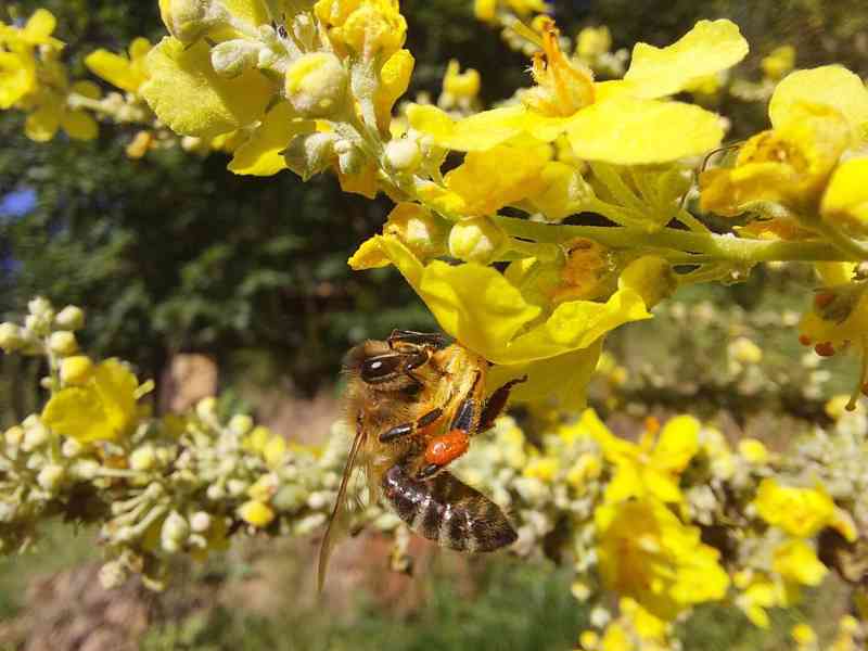 Včelí oddělky do vašeho Warré úlu.