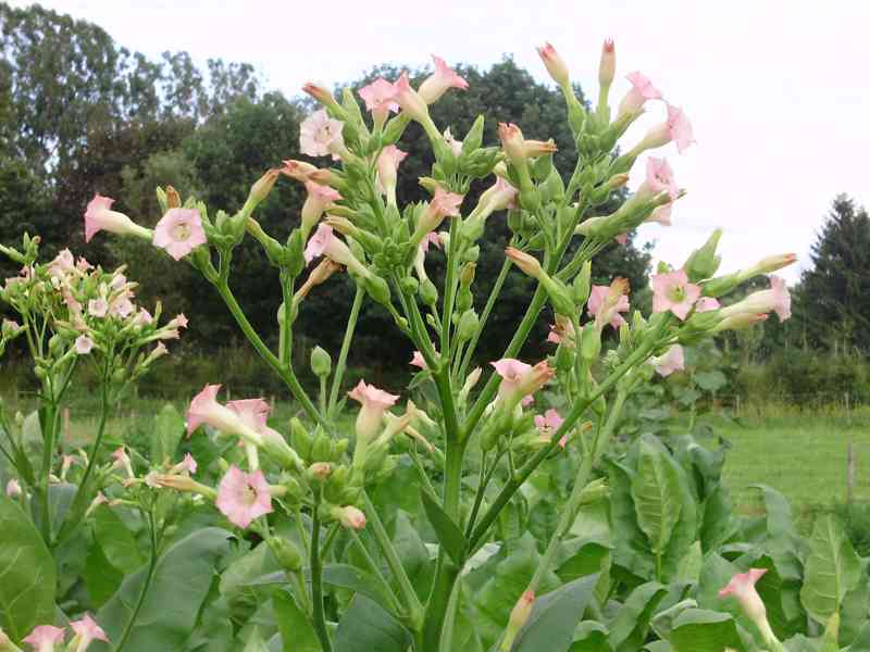 Virginský tabák semínka  - foto 3