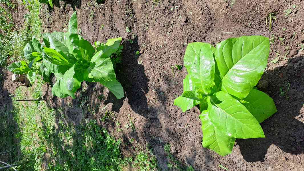 Virginský tabák semínka  - foto 5