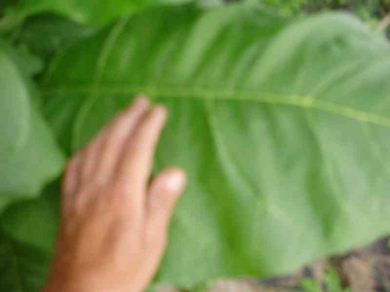 Virginský tabák semínka  - foto 4