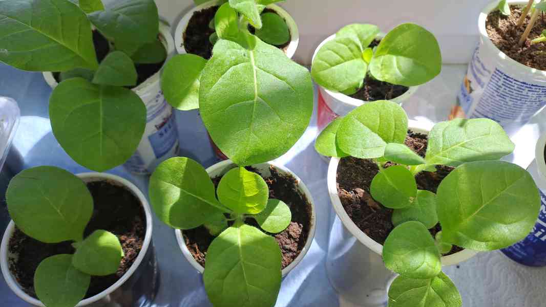 Virginský tabák semínka  - foto 6