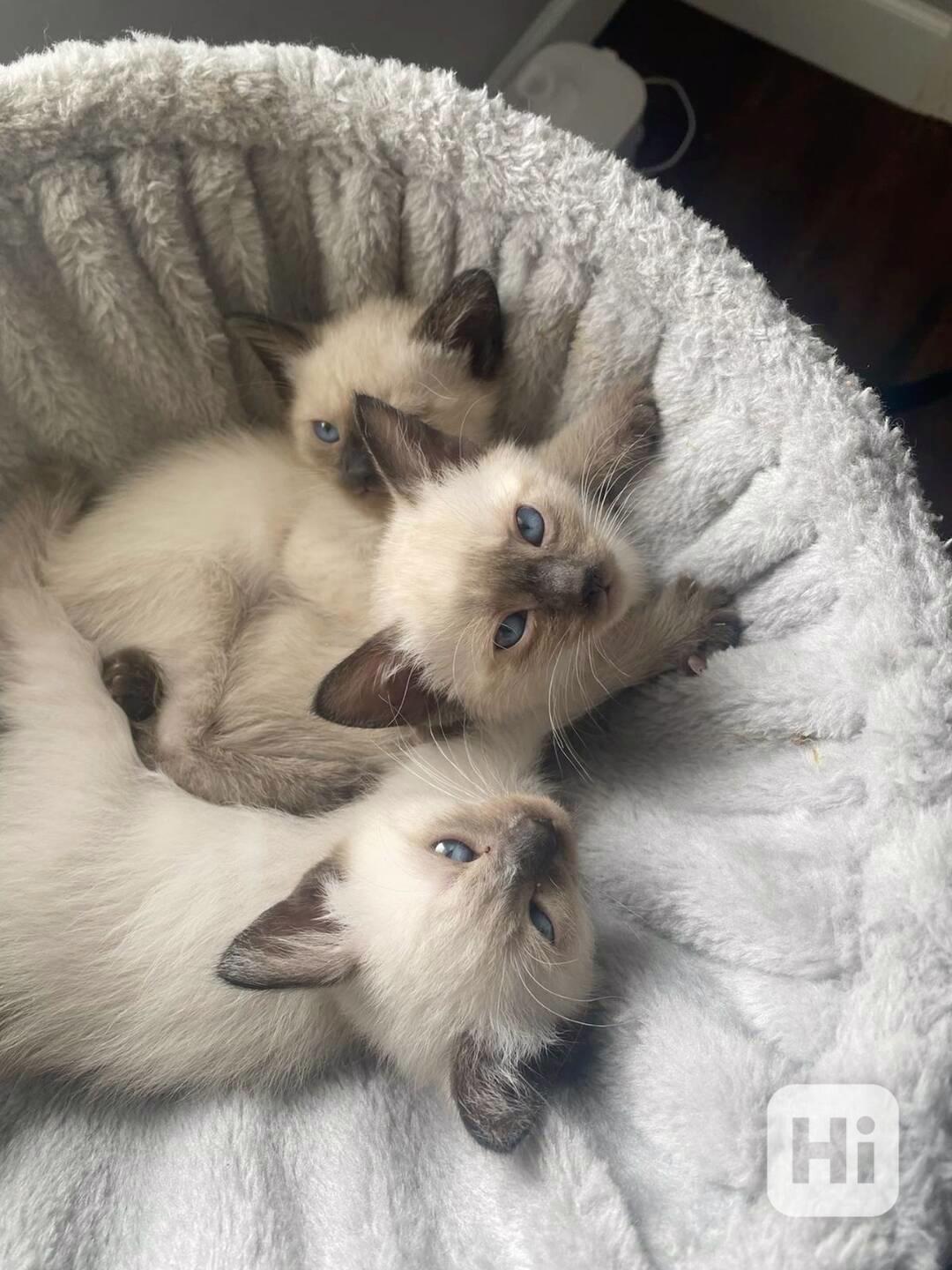 Siamská koťátka k volné adopci   - foto 1