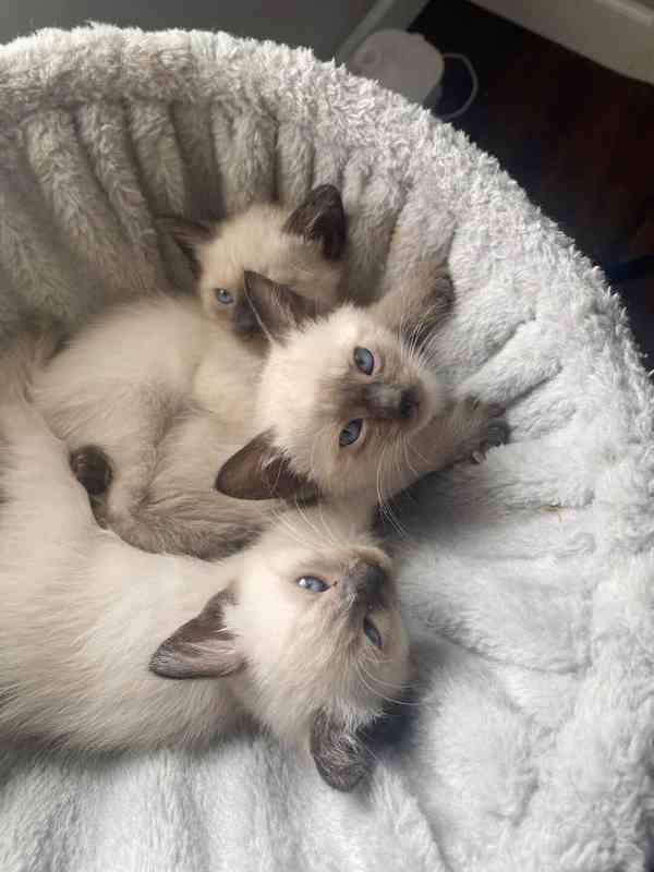 Siamská koťátka k volné adopci - foto 1