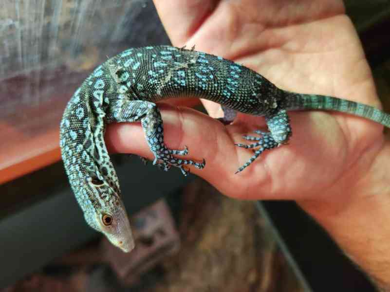 0.0.1 Varanus macraei