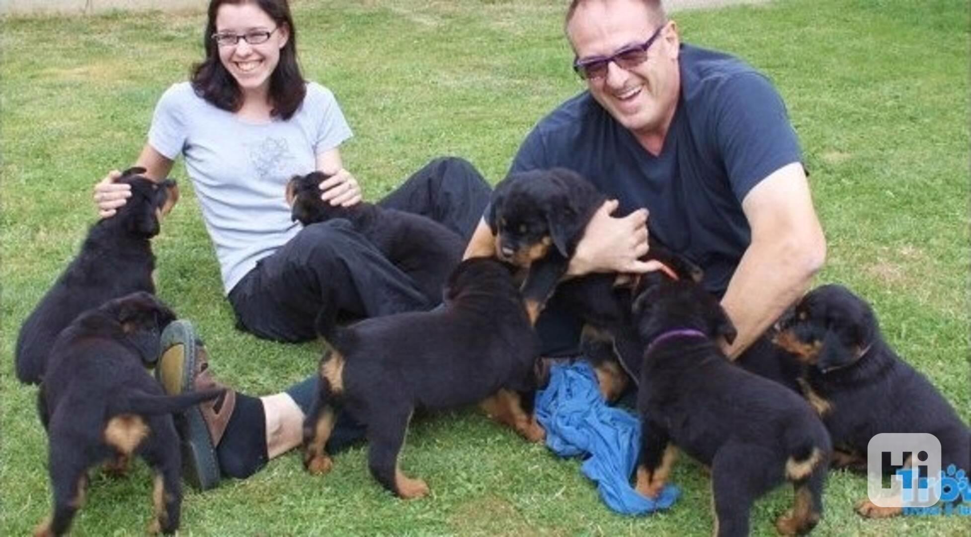  Štěňátka rotvajler s PP  - foto 1